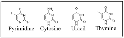 <ul><li><p>cytosine </p></li><li><p>thymine</p></li><li><p>uracil</p></li><li><p>singe-ring structure</p></li></ul><p></p>