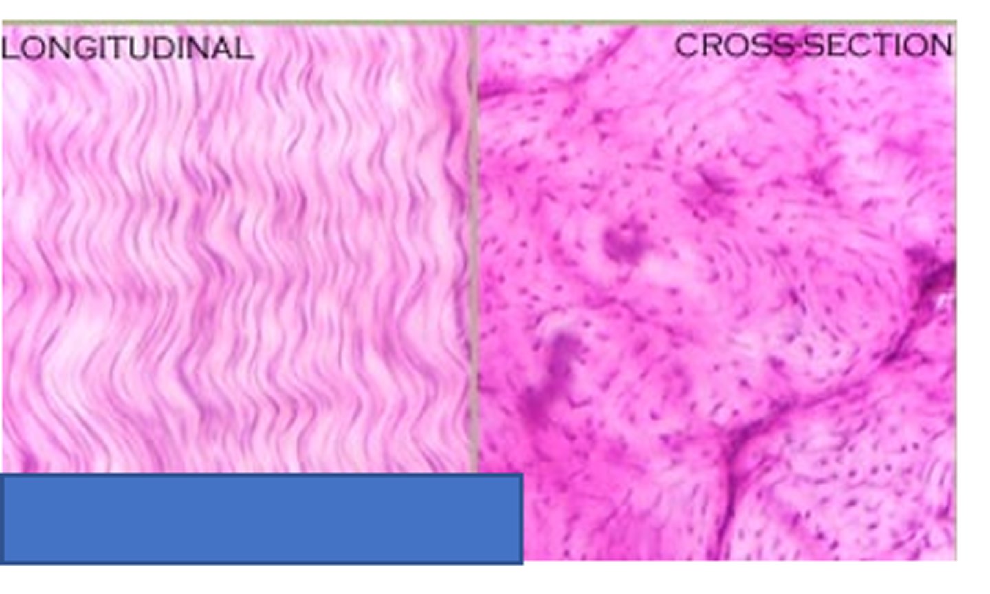 <p>single tissue organ homogenously oriented</p>