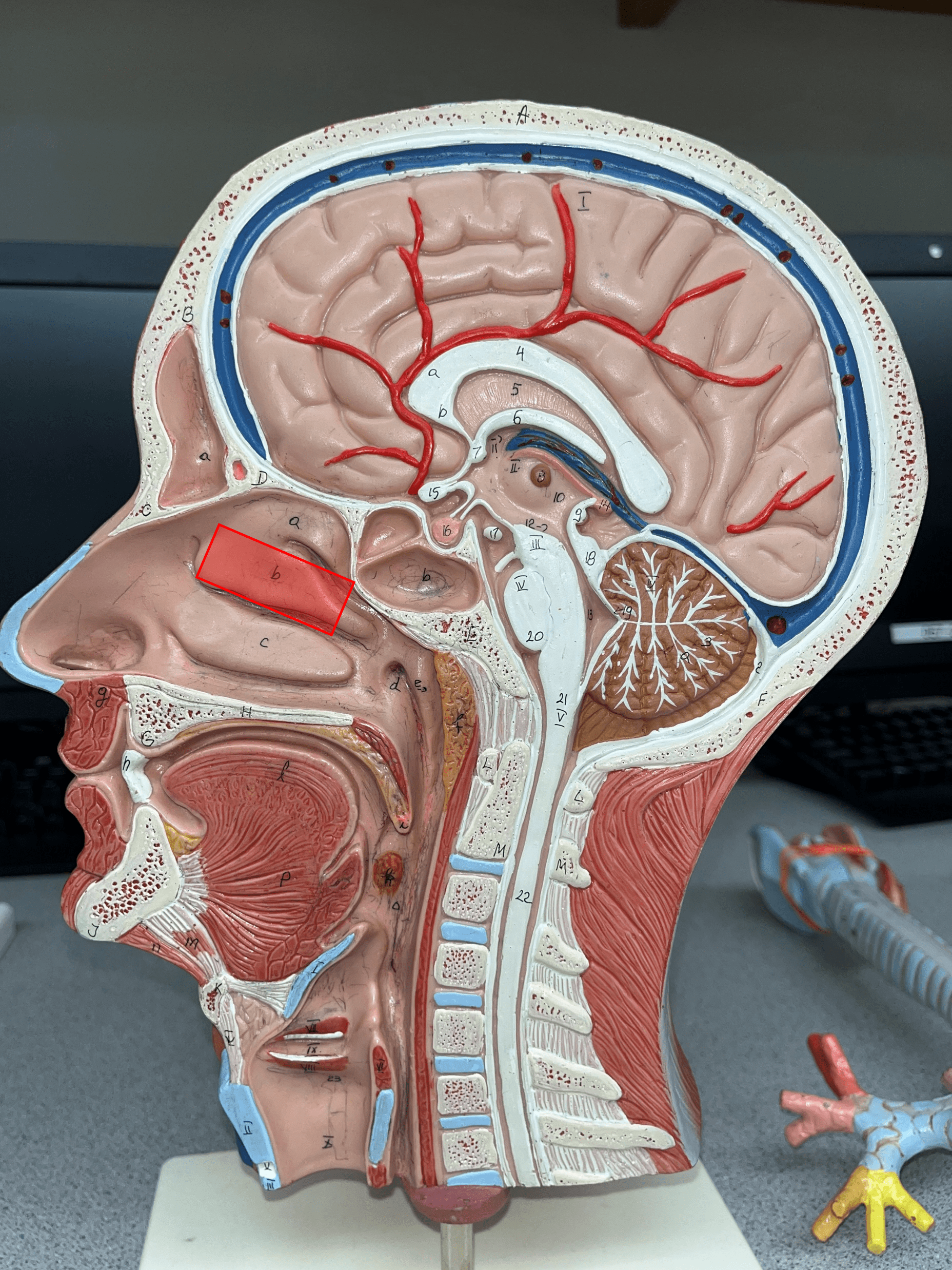 • The middle shelf-like structure in the nasal cavity.

• Just after the vestibule.

• Just before the internal nare.