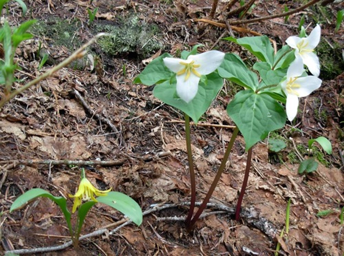 <p>individual stems; colonizing habit; overall "umbrella" shape;</p><p>blooms: 3 petals and 3 sepals for bloom stalked or sessile (stemless) blooms; white pink yellow or maroon blooms;</p><p>leaves: mottling foliage; ovate leaves; entire margins</p>