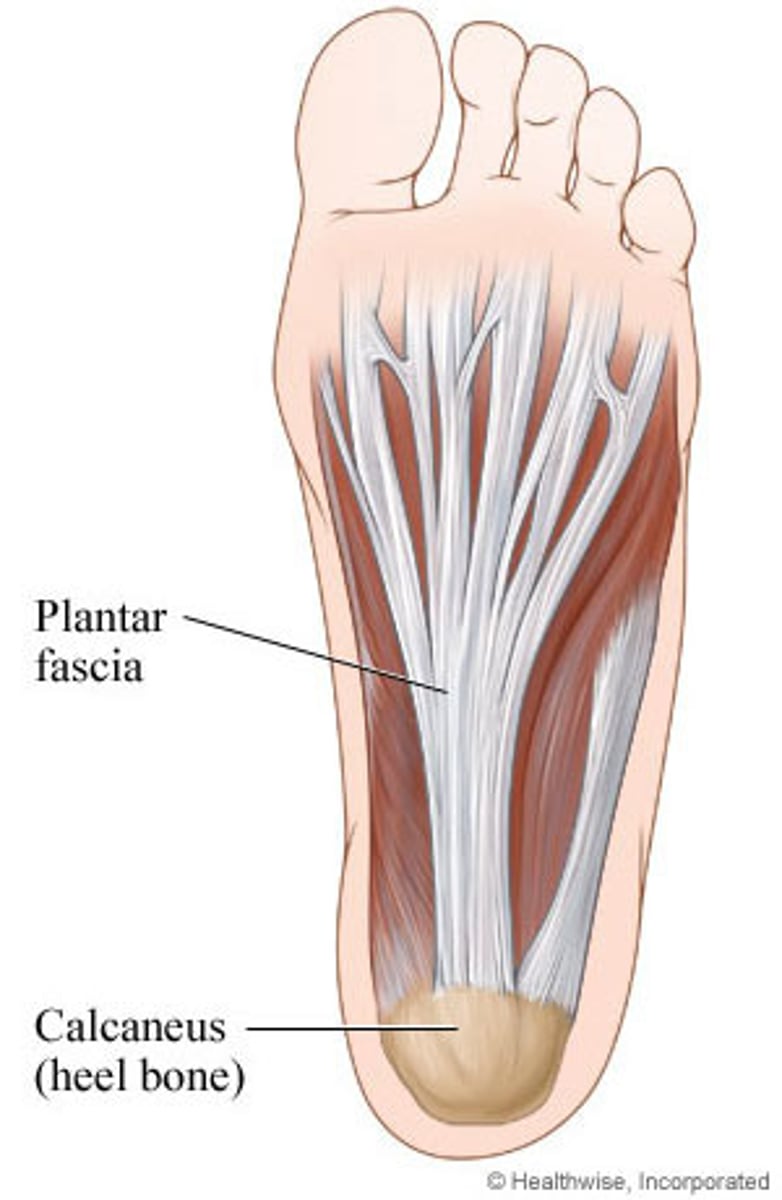 <p>superficial fascia from the calcaneus to the proximal phalanes</p>