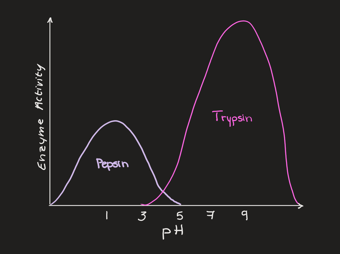 Enzyme Activity & pH