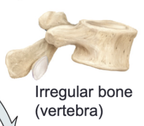 <p>Irregular bones</p>