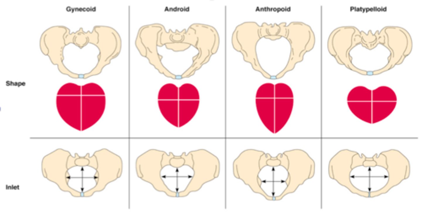 <p>oval shaped, with a wider anteroposterior diameter</p>
