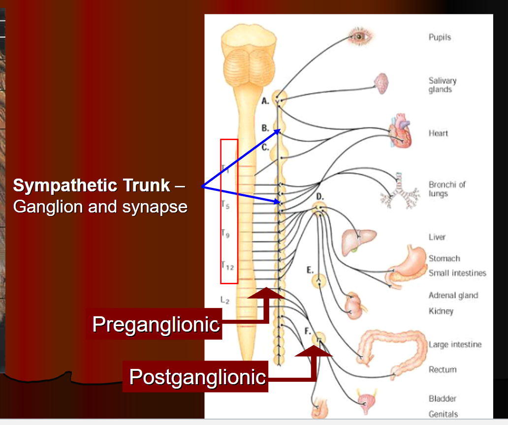 <p>Sympathetic</p>