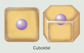 <p>Cuboidal epithelia</p>