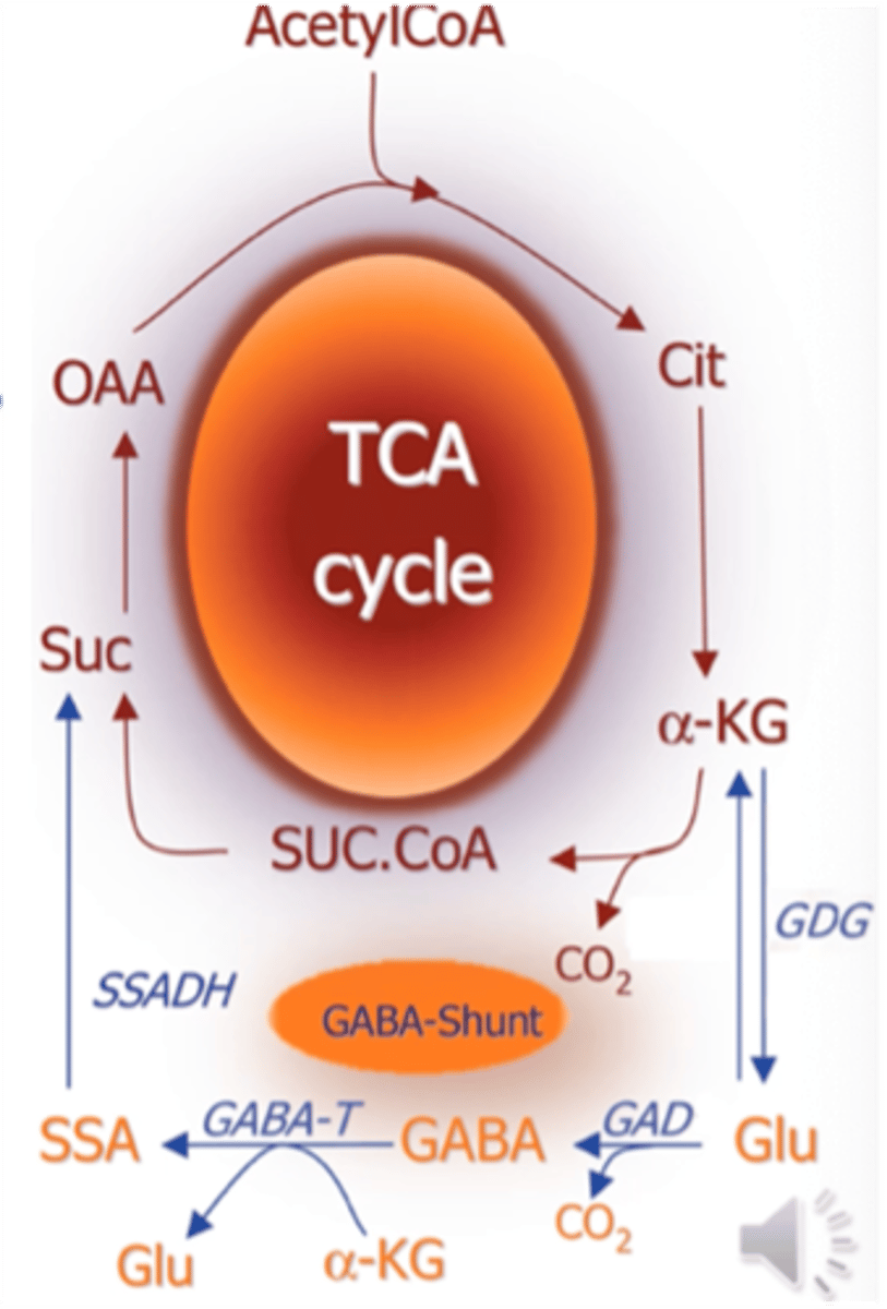 <p>o Trūkstant vitamino B1, buna neaktyvi alpha-ketoglutaratdehidrogenazė. Krebso ciklas gali sutrikti (sulėtėti), todėl smenegyse yra apeinamasis kelias</p><p>o šio kelio metu alpha-ketoflutaratas (alpha-KG) gali būti veikiamas glutamatdehidrogenazės ir paverčiamas į glutamo rūgštį (Glu), fermentas glutamo rūgšties dekarboksilazė atskiria CO2 ir susidaro GABA (gama amino sviesto rūgštis), fermento transferazės dėka GABA yra transamininamas su alpha-keteroglutaratu ir susidaro glutamatas (Glu) bei sukcinacemeldehidas (SSA), pastarasis yra oksiduojamas veikiant sukcinacemialdehidodehidrogenazei į sukcinatą (Suc)</p>