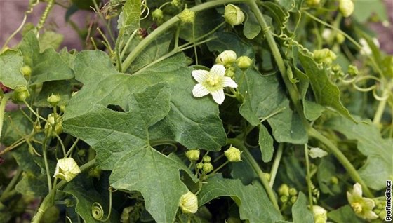<p>Bryonia alba - <strong>Caryophyllaceae</strong></p>