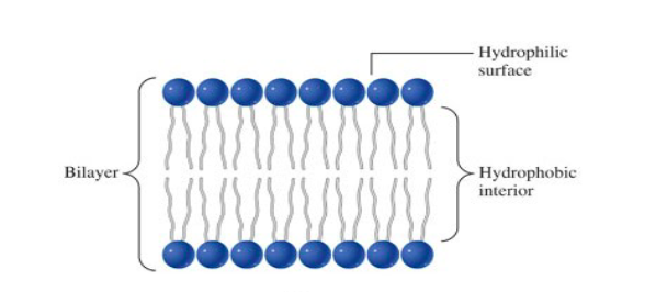 <p>structural component of cell membranes</p><p>suspended in water, they spontaneously rearrange into ordered structures</p><ul><li><p>hydrophobic group to center</p></li><li><p>hydrophilic groups to water</p></li><li><p>basis of membrane structure</p></li></ul>