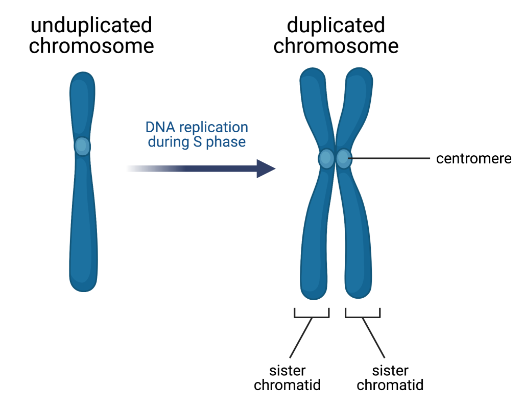 <p>DNA synthesis, the chromosome is replicated, <span><span>resulting in two identical sister chromatids joined together</span></span></p>
