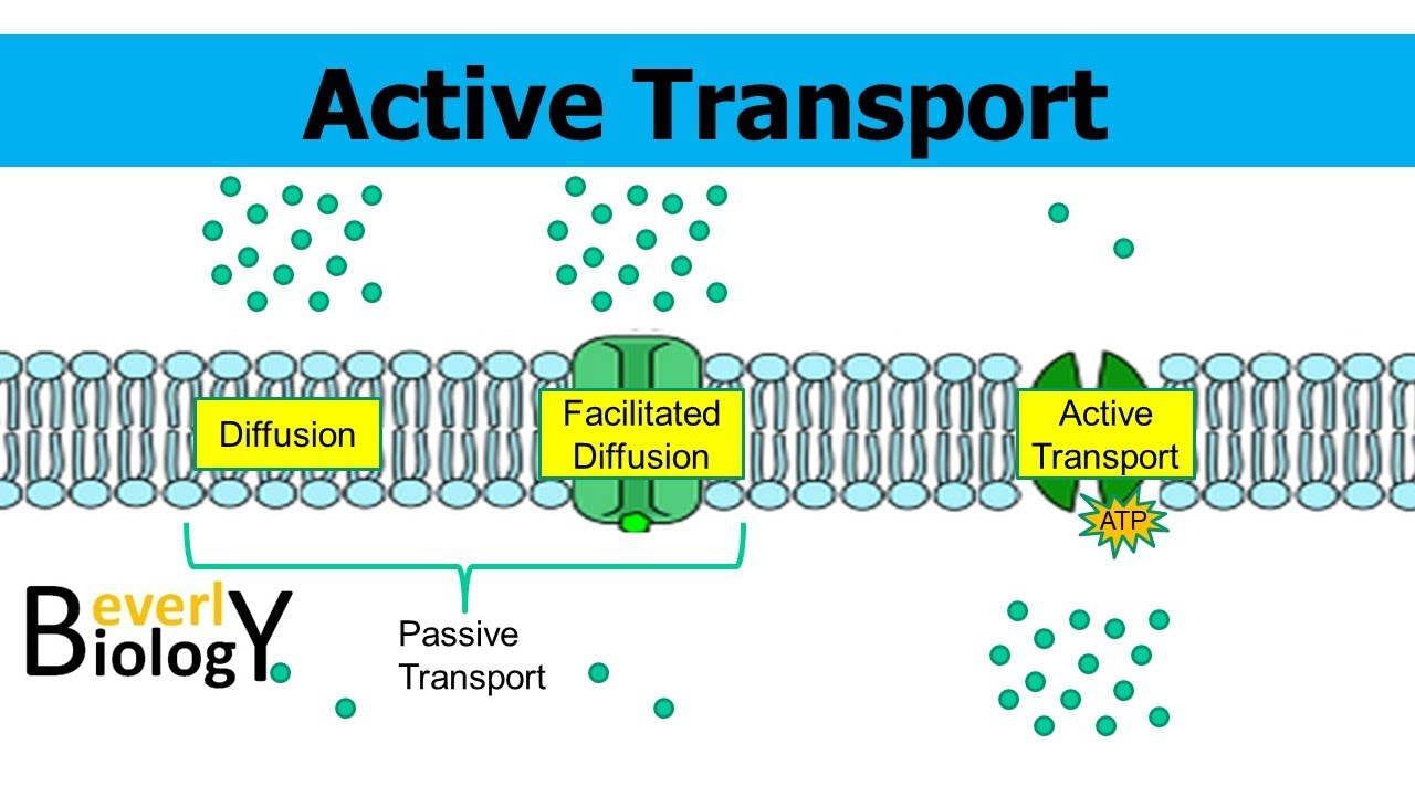 <ul><li><p>Goes against the concentration gradient (unlike simple and facilitated diffusion)</p></li><li><p>Needs energy (ATP) to pump molecules across the cell membrane</p></li><li><p>Uses membrane proteins (like facilitated diffusion)</p></li></ul><p></p>