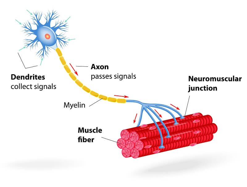 <p>sending nerve impulses </p>