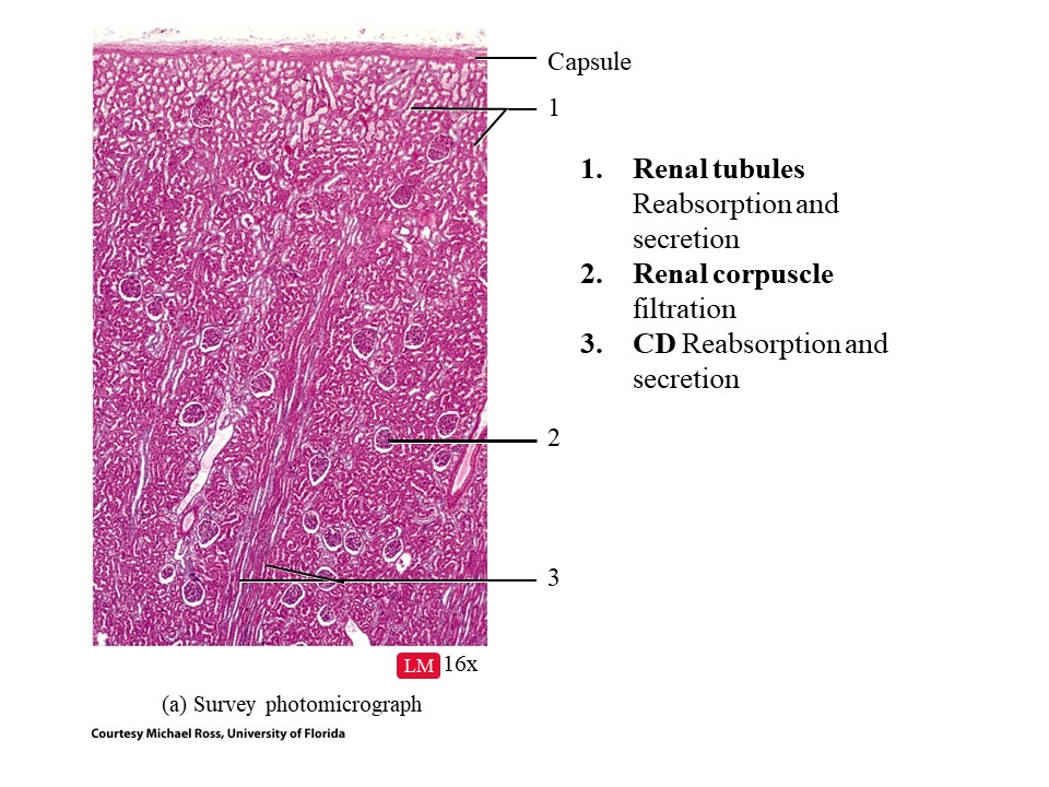 <ol start="2"><li><p>Renal Corpuscle </p></li></ol>