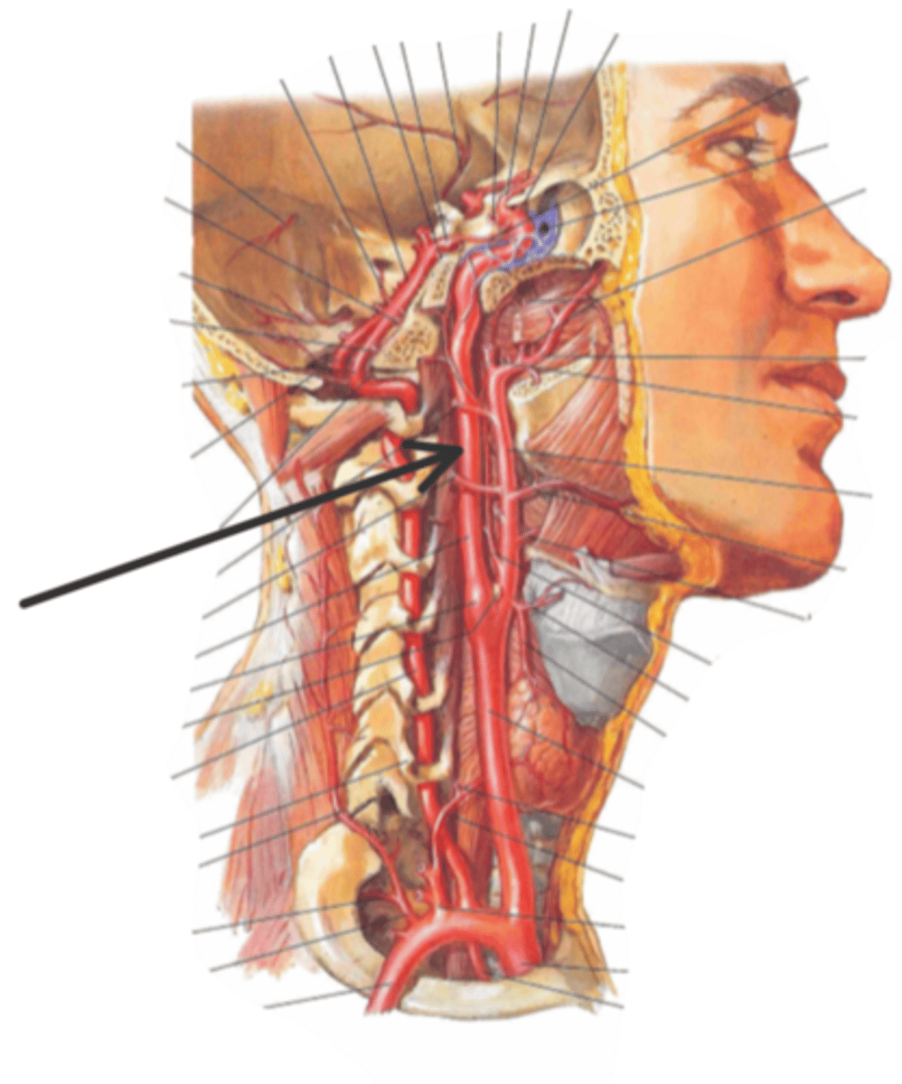 <p>identify the structure(s) indicated by the arrow</p>
