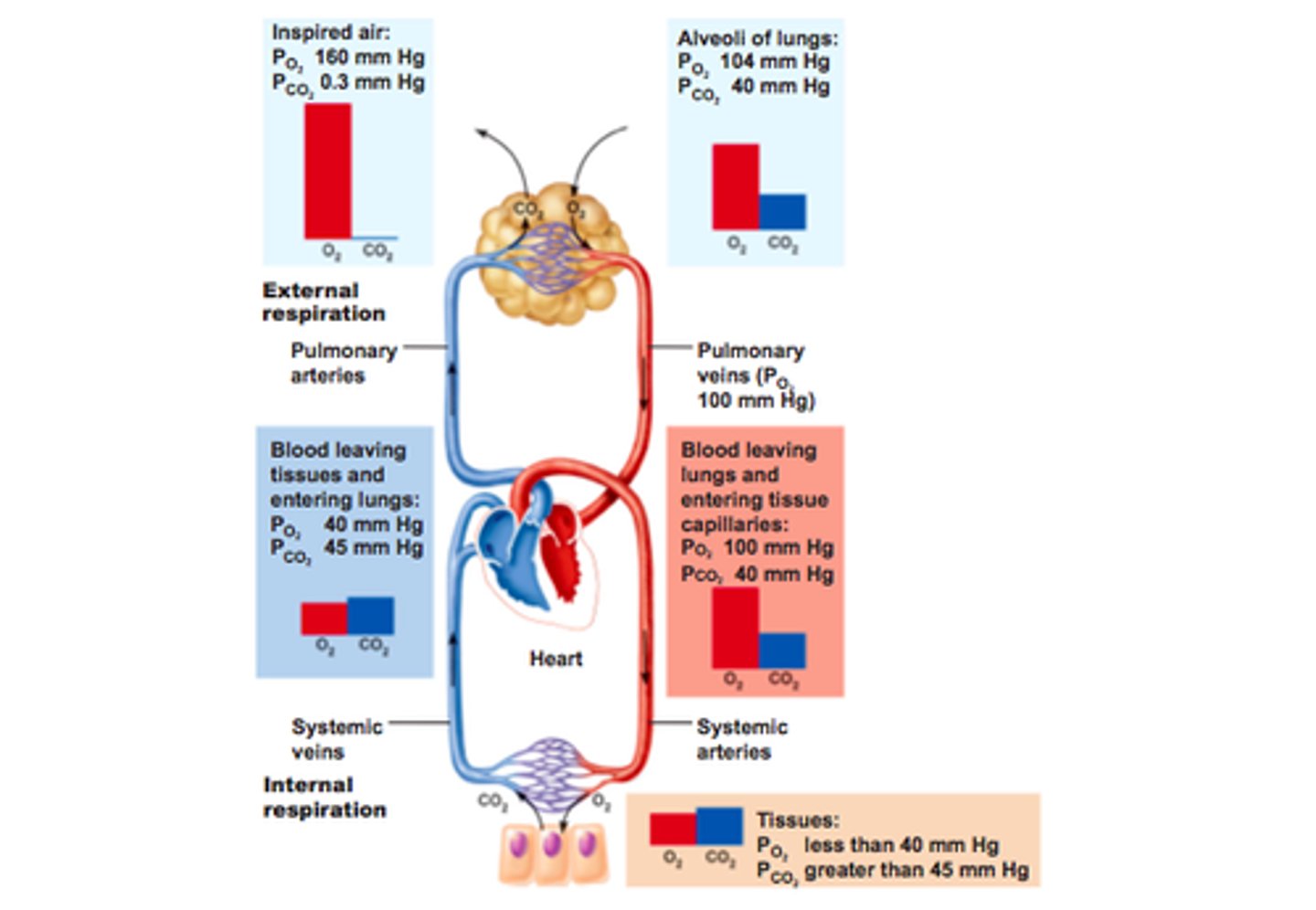 <p>-difference between atmospheric and intrapulmonary pressure</p><p>-created by changes in volume of thoracic cavity</p>