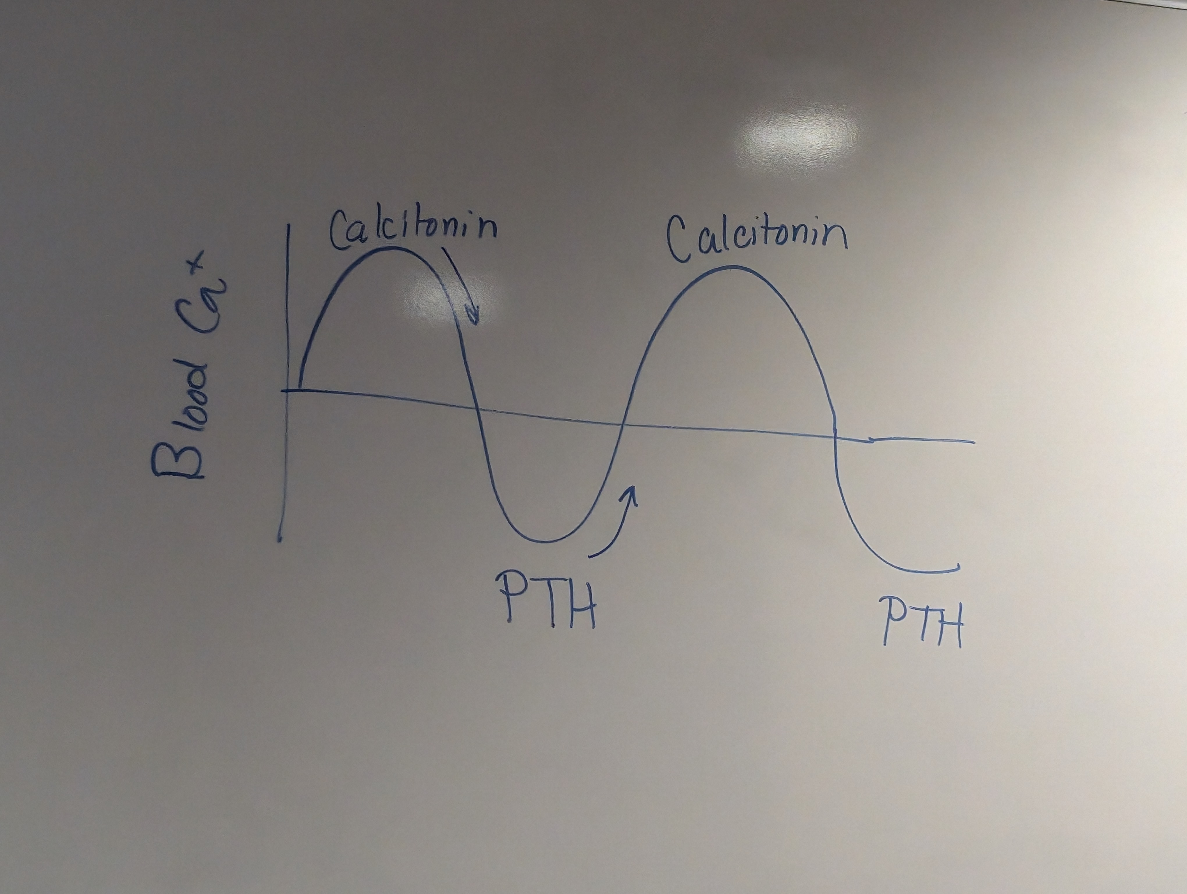 <p>closely associated with the thyroid glands (may even be within it), number of them is highly variable (humans and most verts have 2, reptiles have 1, birds have 4), in birds and mammals it does removal of gland rapidly decreases blood calcium levels. Produces PTH in all verts except fish. Antagonist to thyroid gland to maintain calcium homeostasis, negative feedback</p>