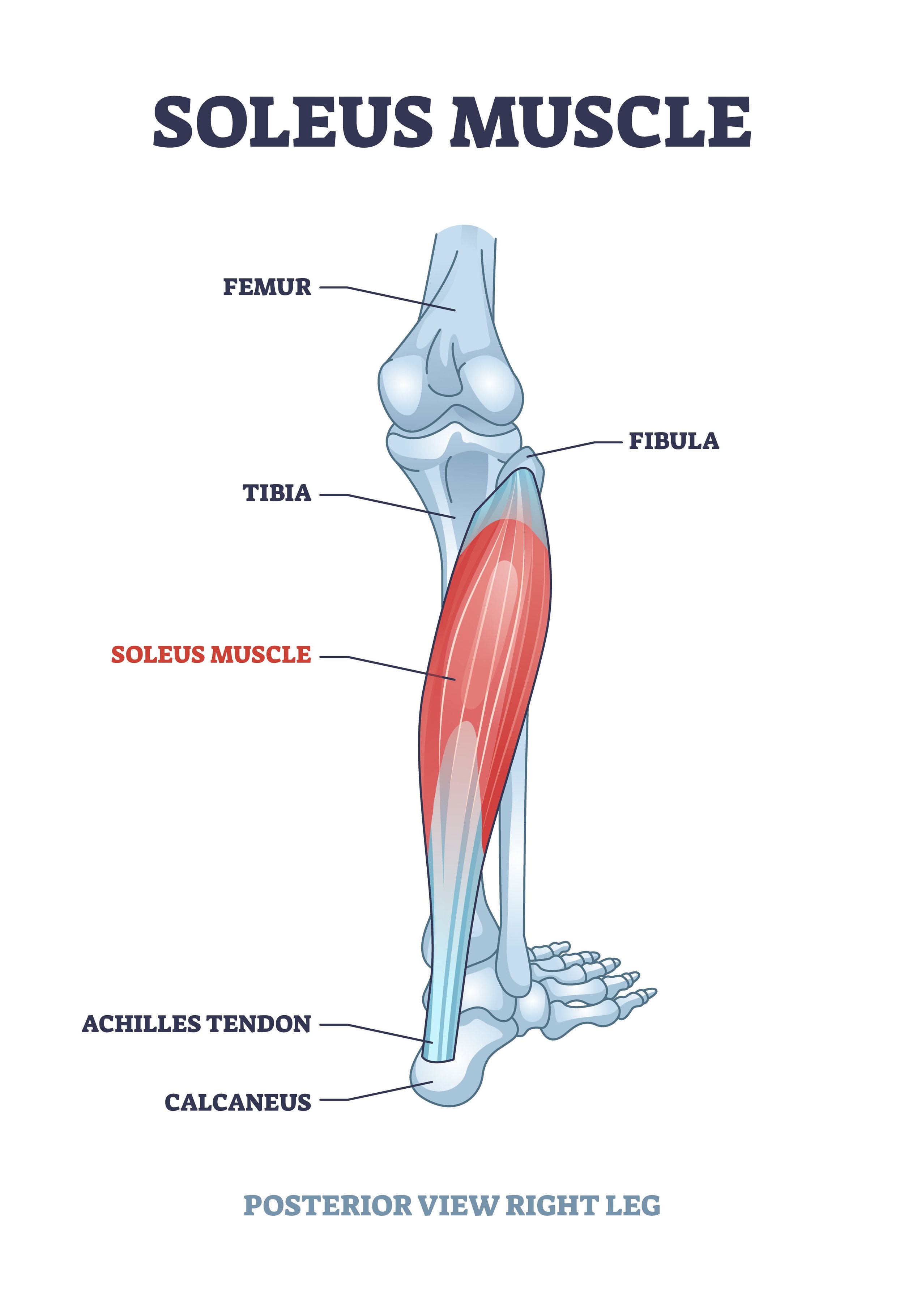 <p>on the outside/back of both calves</p>