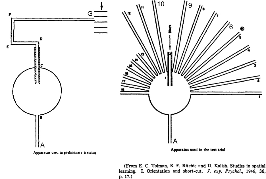 <p>Tolman 1948—Experiment II</p>