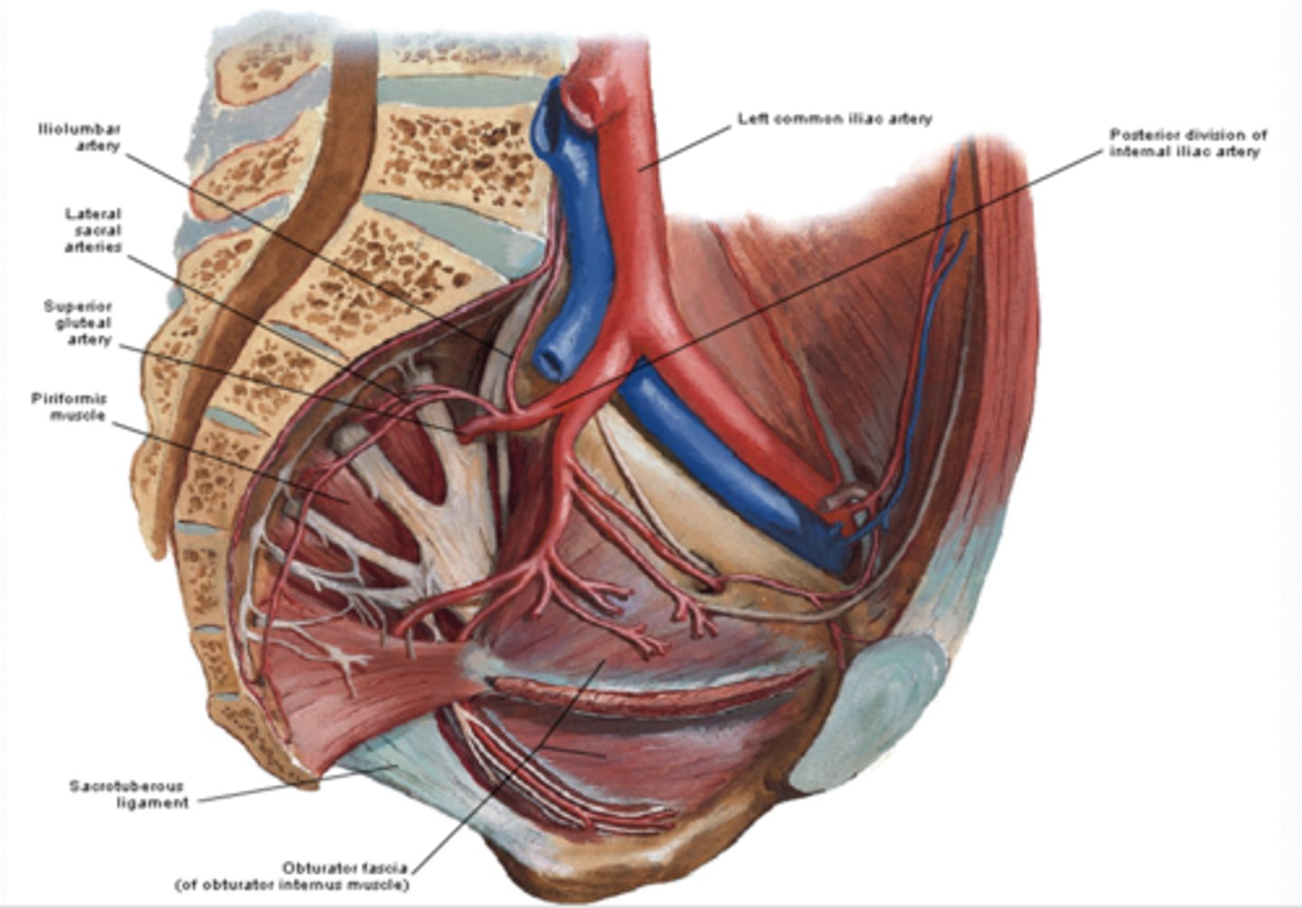 <p>What is the Iliolumbar artery of the Posterior division of the pelvis supply?</p>