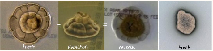 <ul><li><p><span>Matures in 14 days</span></p></li><li><p><span>Grows slower or not at all at 37 C</span></p></li><li><p><span>Starts off as moist and skin like</span></p></li><li><p><span>Gradually develops velvety, short, mycelia</span></p></li><li><p><span>Reverse is black</span></p></li><li><p><u><span>colony can become elevated</span></u></p></li></ul><p></p>