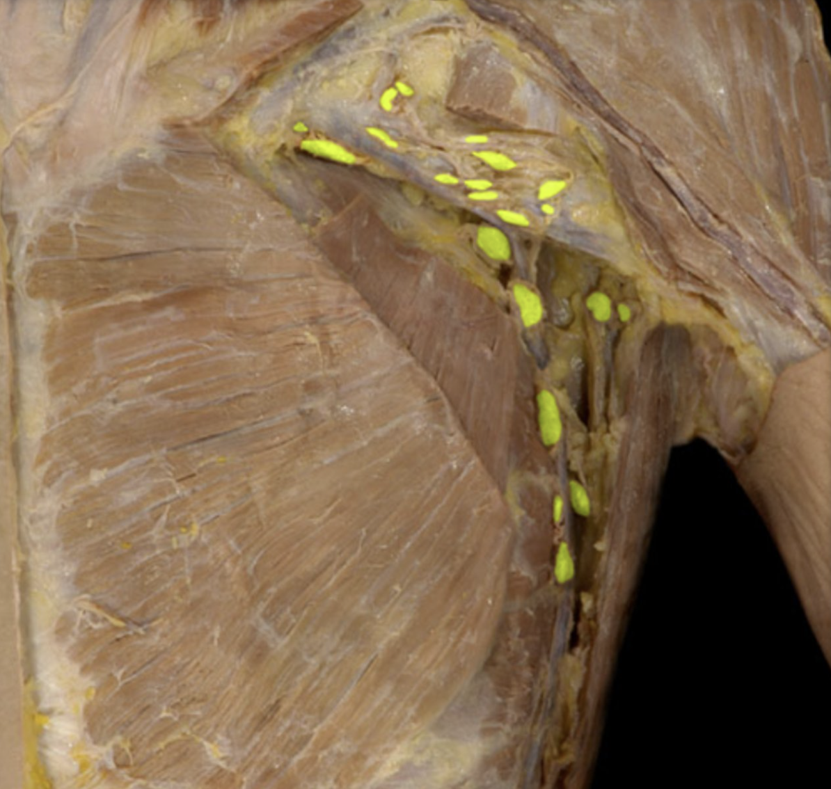 <p>located under the arms in the armpits</p>