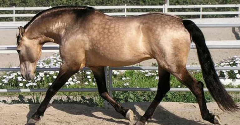 <p>What breed (pattern) is this horse?</p>