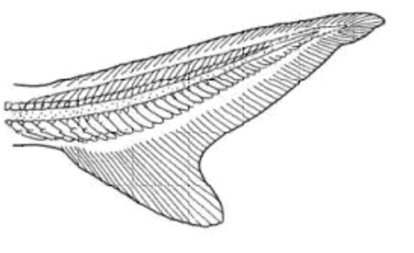 <p>caudal fin that is longer on the top than the bottom, asymmetrical</p>