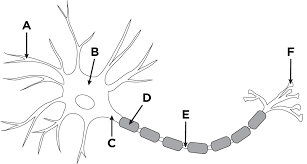 <p><span>(E) transmits electrical signals away from a neuron's cell body to other neurons, muscles, or glands, acting as the communication cable of the nervous system&nbsp;</span></p>
