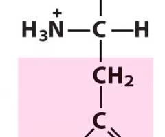 <p>Polar, uncharged R groups</p>