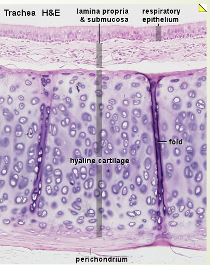 <ul><li><p>thin collagen fibers closely packed together, in such a way that they are indistinguishable from one another.</p></li><li><p>looks like a smooth surface </p><ul><li><p>very flexible</p></li><li><p>found in the rings of the trachea and bronchi</p></li><li><p>anywhere 2 bones meet to form moveable joint </p></li></ul></li></ul><p></p>
