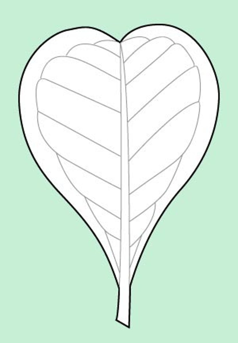 <p>upside down heart shape leaf</p>