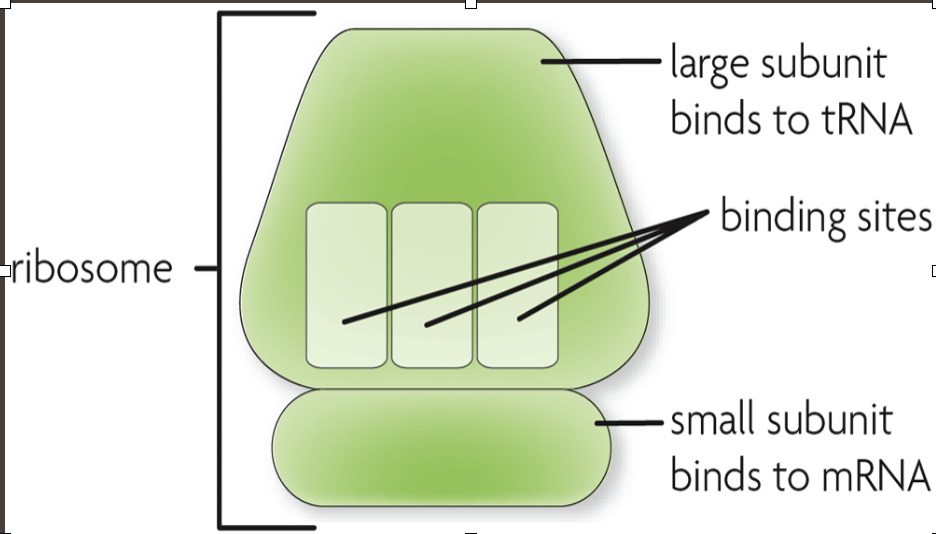 <p>Large Subunit</p><p>Binding sites</p><p>Small subunit binds to mRNA</p>