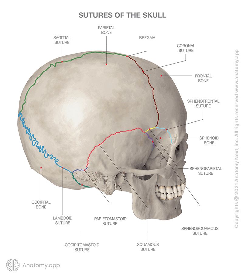 <p>Immovable joints fusing skull bones together</p>