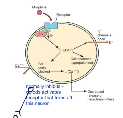inhibition of NT release at pro-nociceptive synapses
release of inhibition on descending pathways