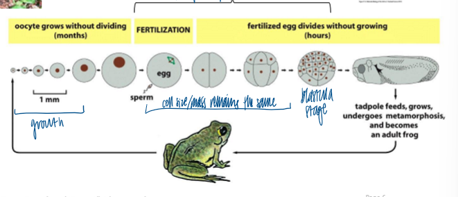 <p>provide sufficient material for biochem analysis of meiosis and mitosis </p><ul><li><p>1st division = 90 min post fertilization </p></li><li><p>divisions 2-12 = 30 min each </p></li><li><p>2^12 cells after 700 hours </p></li><li><p>only S and M (simplies analysis) </p></li></ul><p></p>