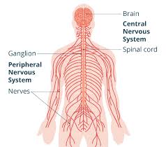 <p>all the other nerves in you body that are not your brain or spinal cord.</p>