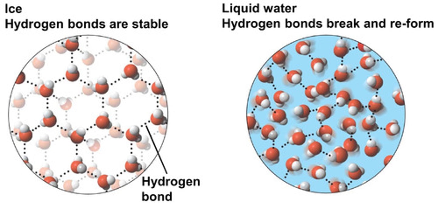 <p>The hydrogen bonds in ice hold water molecules apart in an open lattice structure so they're further apart in ice than in water where the water molecules can move closer together.</p>