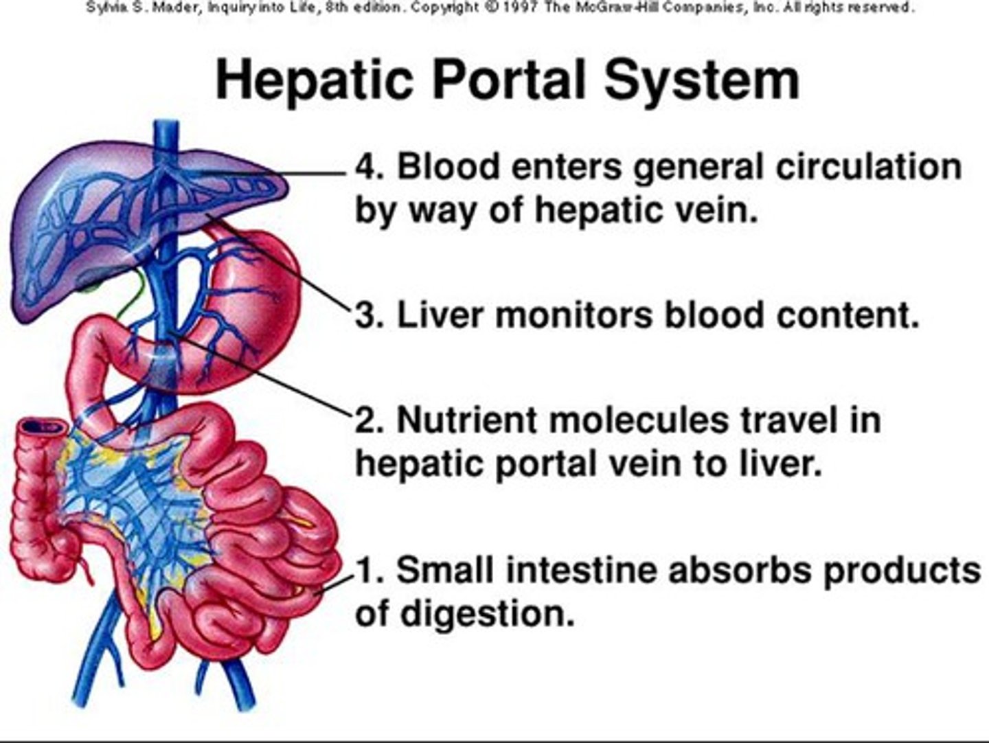 <p>-Drains nutrient-rich blood from digestive organs</p><p>-Delivers it to the liver for processing</p>