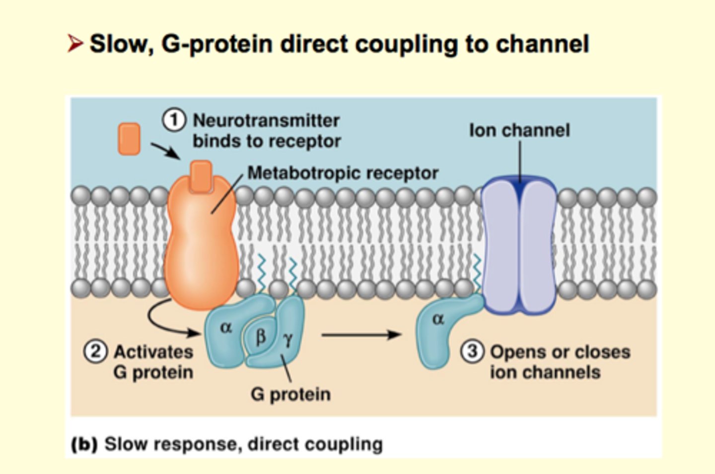 <p>Metabotropic: slow response</p><p>1. by direct communication with ion channel - neurot. binds to receptor (not a channel), receptor is G-protein which has alpha subunit, when neurot binds to receptor it triggers activation of alpha subunit which is free to translocate along intercellular membrane until it reaches it target, which is an ion channel (opens/closes it)- takes longer</p><p>2. slpha subunit in this case activates second messenger system (uses a lot of protein), subunit activates enzyme that is binded to membrane and inititates a casscade of events and the messages could be to simply to open/close channel OR second messenger can activate a variety of other response, for example gene regulation (gene transcription, can make another channel) **receptors are very powerful</p>