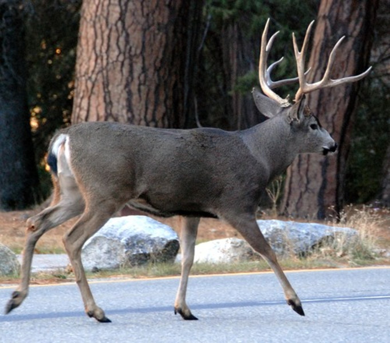 <p>mule deer</p>