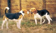 <p>Analyze the mouth of the dog on the right</p>