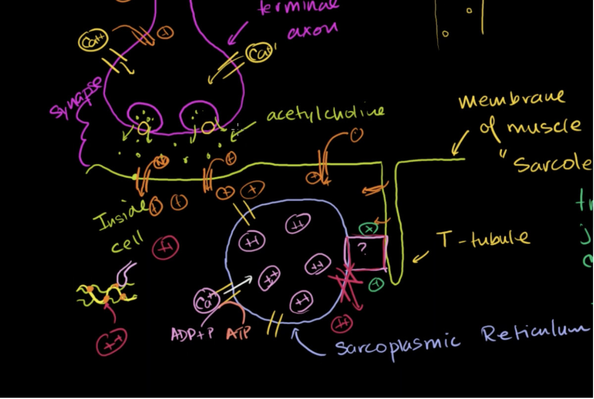 <p>How sarcoplasmic reticulum affects calcium concentration in cells</p>
