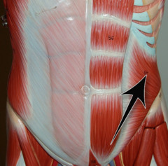 <p>Anterior trunk muscle that allows for rotational movements (sides of body), origin at lower ribs, insert at ilium</p>