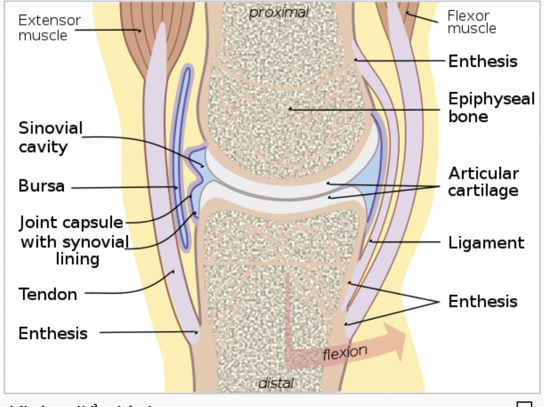 <p>Joint (arthr-)</p>