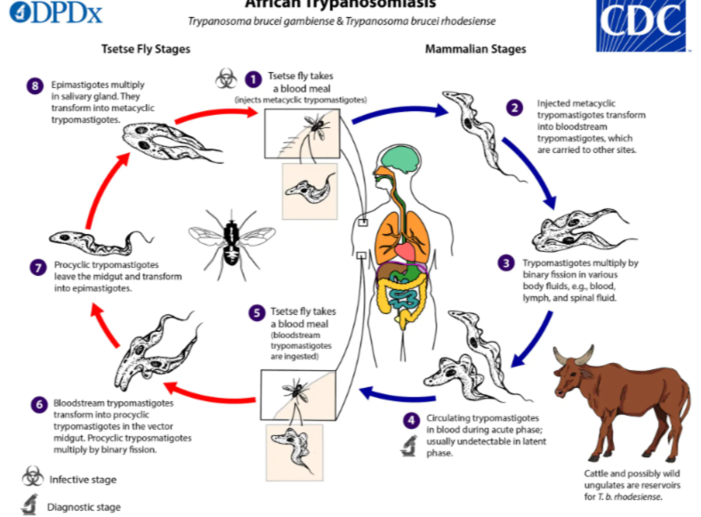 <p>Trypanosoma rhodesiense</p><p>sleeping sickness</p><ul><li><p>causes weakness</p></li></ul><p>Glossina morsitans (tsetse fly)</p><p>East Africa</p><ul><li><p>buffalo</p></li><li><p>warthog</p></li><li><p>savannah animals</p></li></ul><p></p>