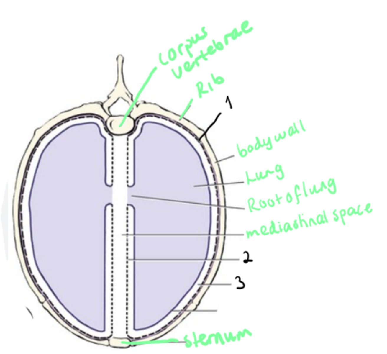 <p>What is the pleura? Name the structures.</p>