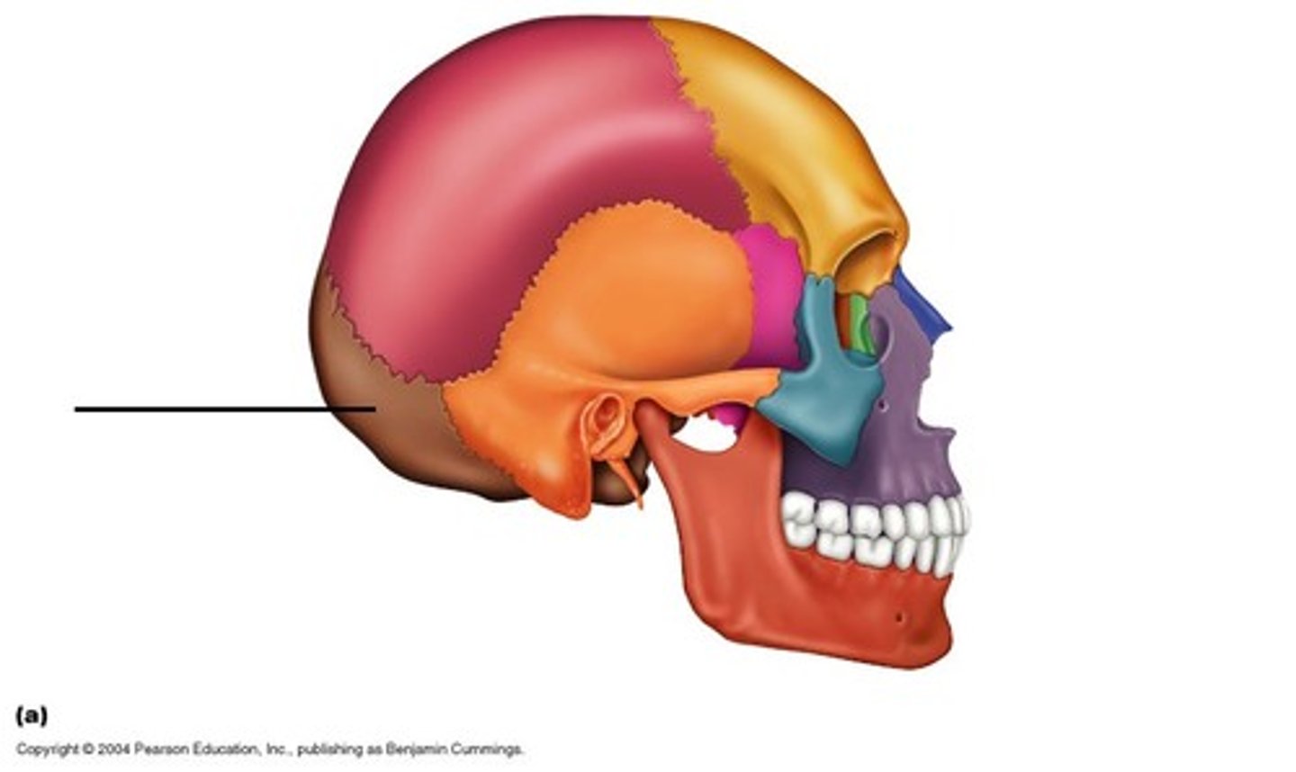 <p>Name this bone.</p>