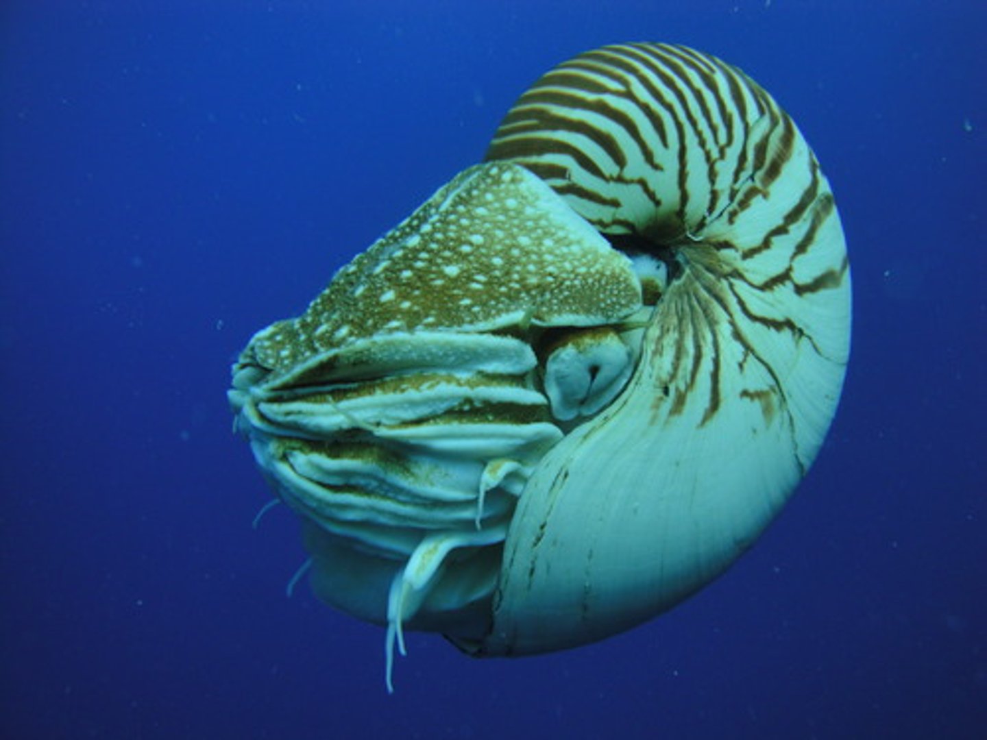 <p>- Possess an external shell</p><p>- Siphuncle connects this animal to the center of the shell as it becomes segmented off</p><p>- Used for gas exchange to maintain buoyancy</p>