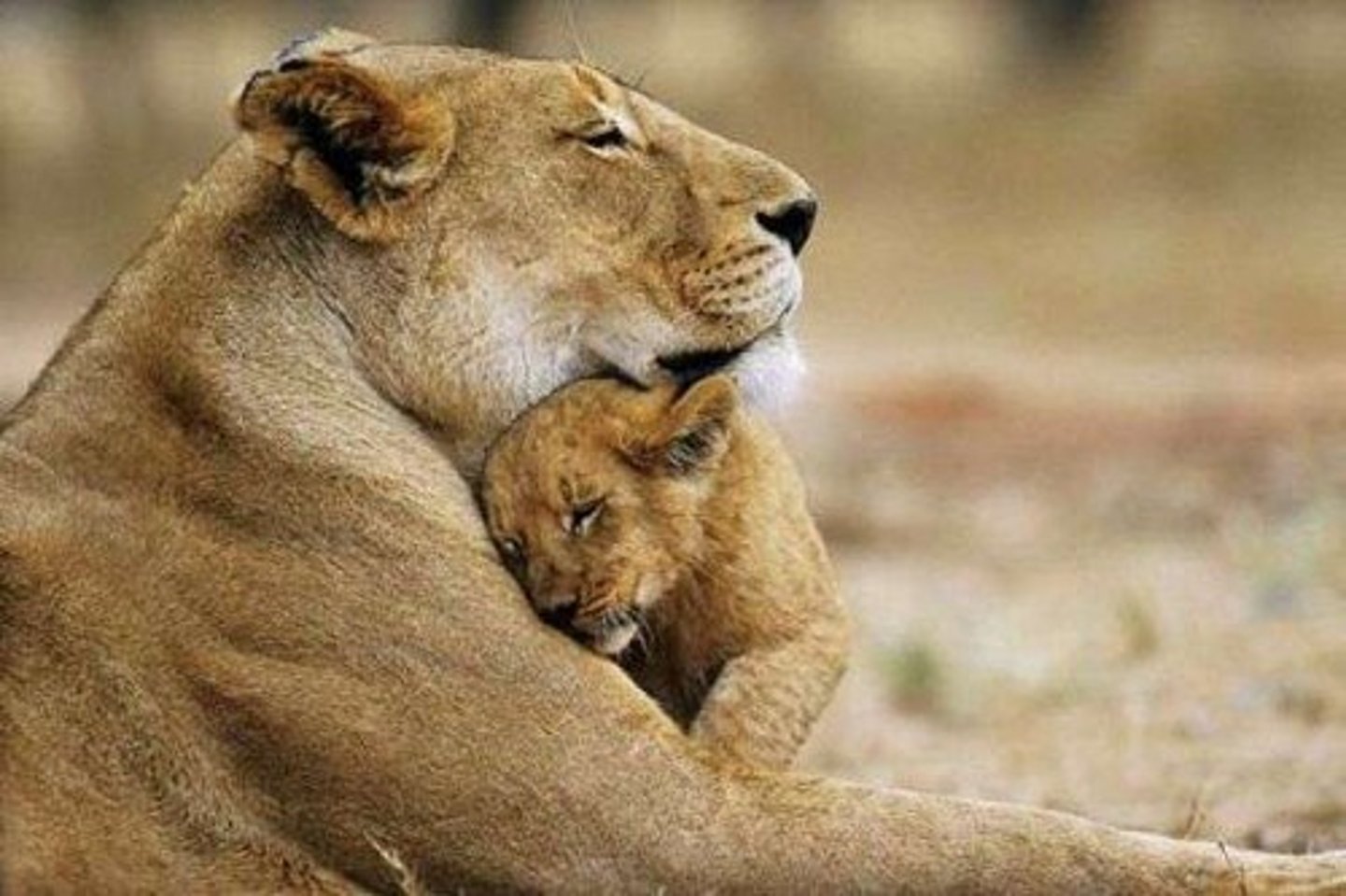 <p>Loving, affectionate</p>