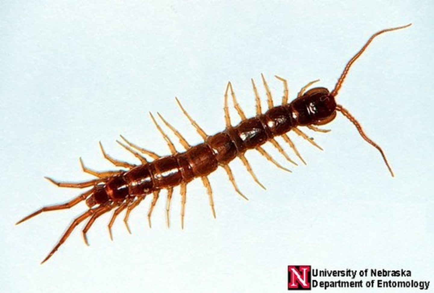 <p>Class of myriapods, mandibulates, and arthropods (centipedes)</p>